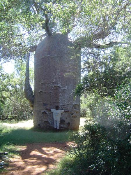le BAOBAB